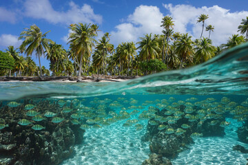 Tropical seascape, school of fish underwater and coconut palm trees on the seashore, split view over-under water surface, French Polynesia, Pacific ocean, Oceania