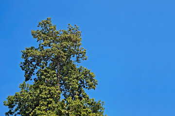 Tree and blue sky