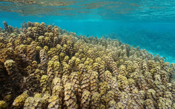 Invasive Algae, Turbinaria Ornata, Colonizing Shallow Underwater Reef In French Polynesia, Tahiti Lagoon, Pacific Ocean, Oceania