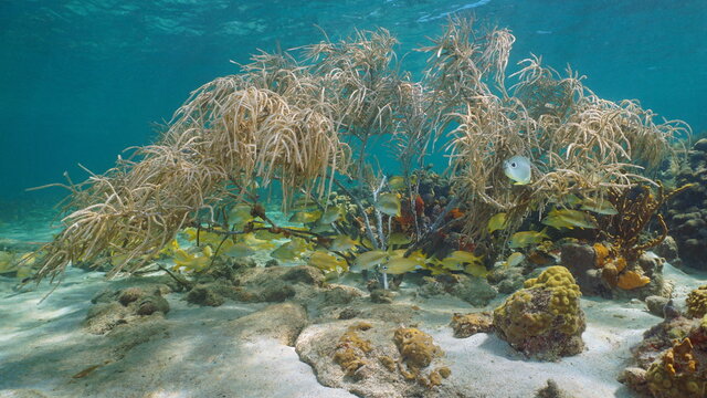 Underwater Caribbean sea, shoal of tropical fish below sea plume soft coral
