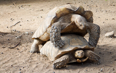Tortues africaines accouplement