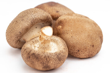 Freshly picked mushrooms