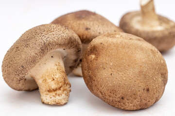 Freshly picked mushrooms