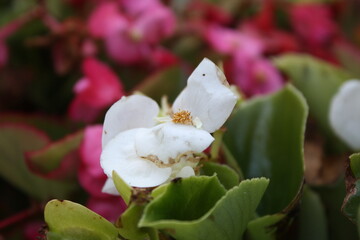 Obraz premium close up of garden flower