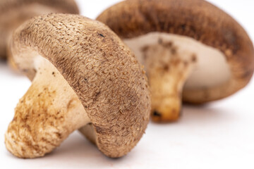 Freshly picked mushrooms