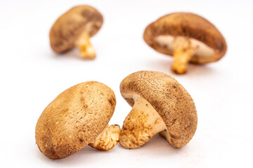 Freshly picked mushrooms