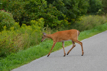 White Tail Deer crosses road