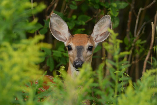 Baby Fawn hiding in forest