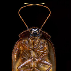 cockroach macro shot on black background isolated