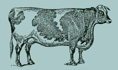 Shorthorn cow in side view isolated on a blue-green background, after an antique illustration from the 19th century. Editable in layers
