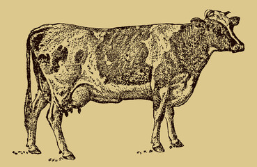 Guernsey cow in side view isolated on a yellow-brown background, after an antique illustration from the 19th century. Editable in layers