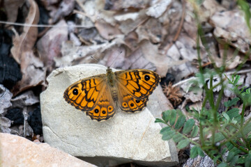 Wall Brown Butterfly (Lasiommata megera) resting on a rock in the sunshien