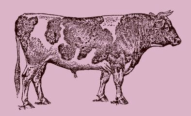 Holstein Friesian bull in side view isolated on a pink background, after an antique illustration from the 19th century. Editable in layers