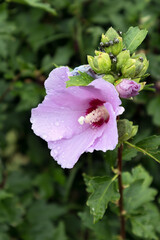 Hibiscus shrub growing and flowering at Lake Iseo in Italy