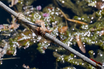 Black tailed skimmer dragonfly (orthetrum cancellatum) and a Red-veined darter or nomad (Sympetrum fonscolombii) resting on rope at Lake Iseo in Italy