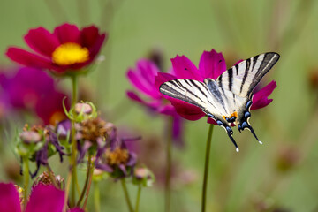 Swallowtail butterfly feeding on a Cosmos flower at Bergamo in Italy