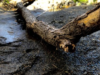dead tree stump