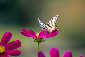 Swallowtail butterfly feeding on a Cosmos flower at Bergamo in Italy