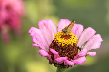 Large skipper butterfly (Ochlodes sylvanus) feeding on a Zinnia elegans JacQ. pink flower in Italy