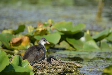 Baby Moorhen or Common Gallinule bird