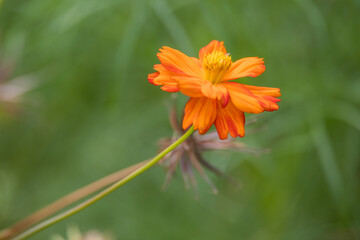 Garden Cosmos (Cosmos sulphureus Cav.) growing and flowering in a garden in Italy