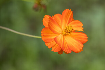 Garden Cosmos (Cosmos sulphureus Cav.) growing and flowering in a garden in Italy