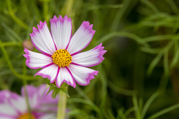 Obraz premium Garden Cosmos (Cosmos bipinnatus Cav.) growing and flowering in a garden in Italy
