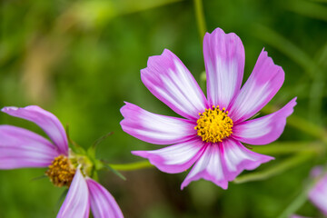 Fototapeta premium Garden Cosmos (Cosmos bipinnatus Cav.) growing and flowering in a garden in Italy