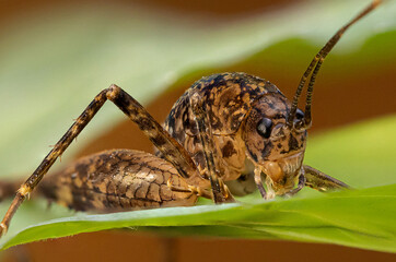 close up of a cricket on a leaf