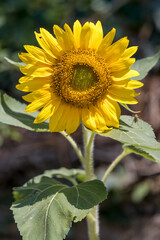 Fototapeta premium Sunflower blooming in a garden in Italy