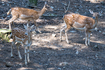 Fallow deer (Dama dama) wandering through woodland in italy