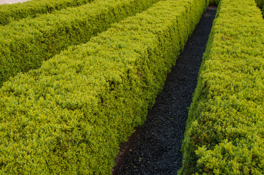 
L&iacute;neas de hermosos setos verdes, parte de un laberinto de jard&iacute;n, esconden el camino hacia la salida. Setos podados en el parque.