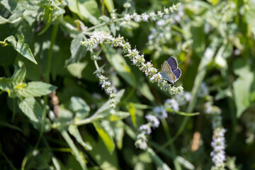 Common Blue butterfly (Polyommatus icarus) feeding on a shrub in Italy