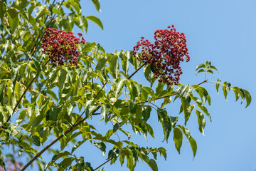 Elder tree (Sambucus nigra) beginning to produe fruit in Italy