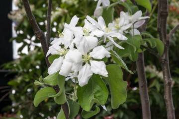 Blooming flower from granny Smith apple dwarf tree