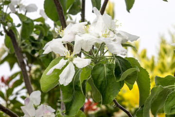 Blooming flower from granny Smith apple dwarf tree