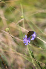 Meadow Brown Butterfly (Maniola jurtina) feeding on wildflower in Italy