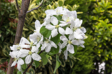 Blooming flower from granny Smith apple dwarf tree