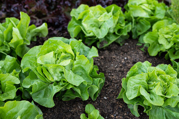 Salatköpfe auf Feld