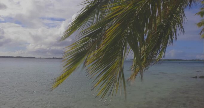 palm tree blowing in the wind on the beach