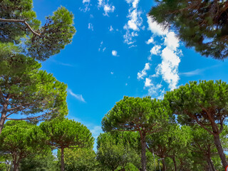 Pine trees and blue sky in summer in Italy. Looking up to the sky and pinewood