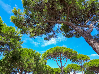 Scenic view of beautiful stone pines on a blue sky background in Italy