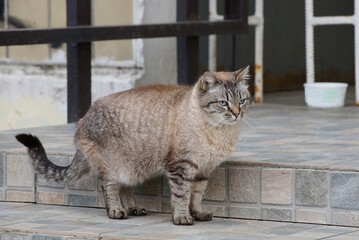 one big gray cat stands on stone steps in the street