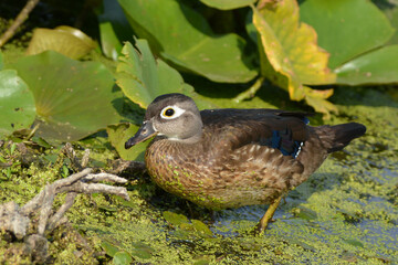 Female Wood duck in marsh