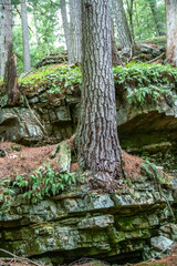 Tree sticking out of the side of a rocky cliff