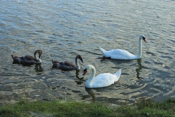 flock of birds of two white swans and gray chicks in the water of a lake near the shore with green grass