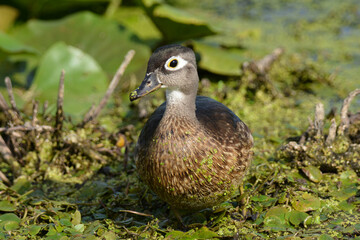 Female Wood duck in marsh