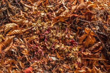 Herbst