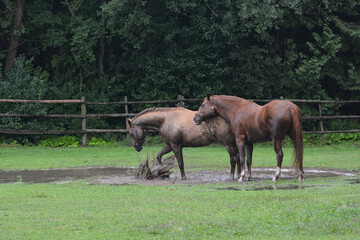 Horses playing in puddle in flooded field