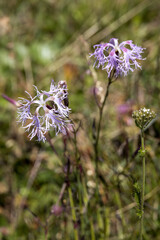 Alpine cornflower growing wild in the Dolomites